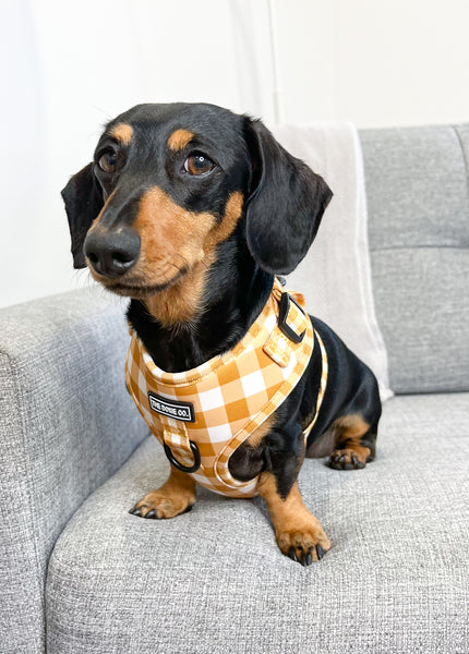 Golden Gingham - Adjustable Harness